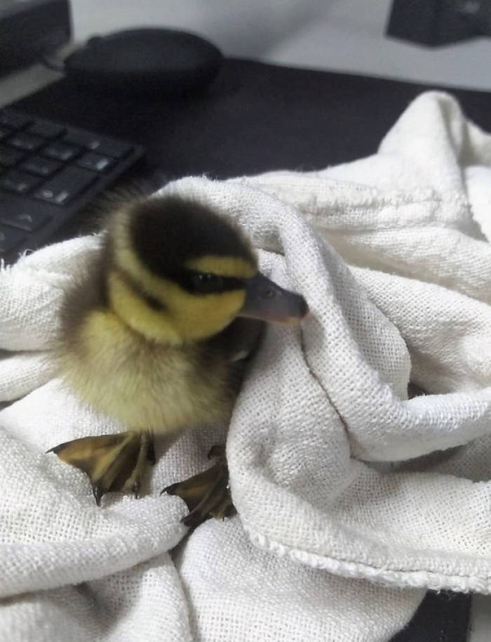 Filhote de marreco d'água é resgatado pela PRF na BR-470