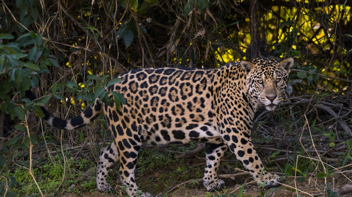 Estratégias ajudam a diminuir conflito entre fazendeiros e onças