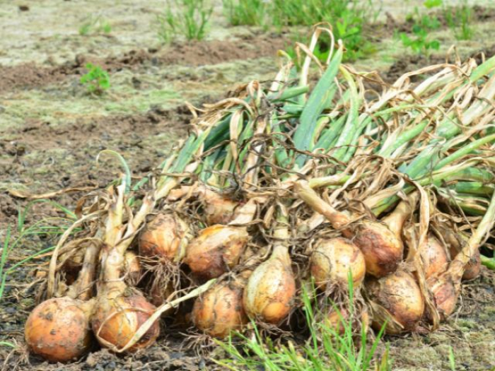 Maior safra de cebola dos últimos anos em SC deve resultar em recorde no valor de produção