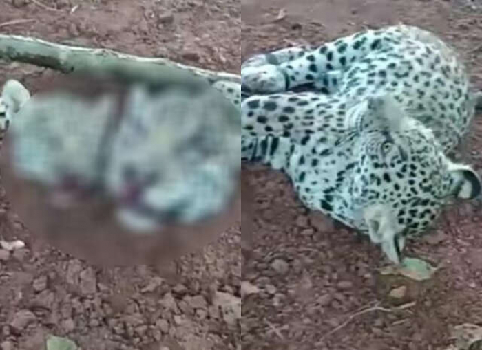 Identificado suspeito de caçar e decapitar onças no Mato Grosso