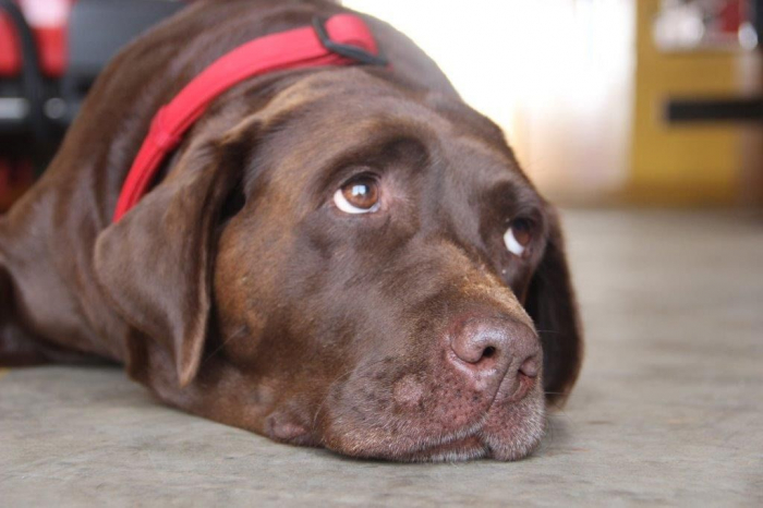 Cães de busca do CBMSC viram mascotes do Programa Bombeiro Mirim