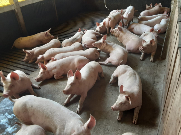 SC celebra oito anos de certificação como Zona Livre de Peste Suína Clássica