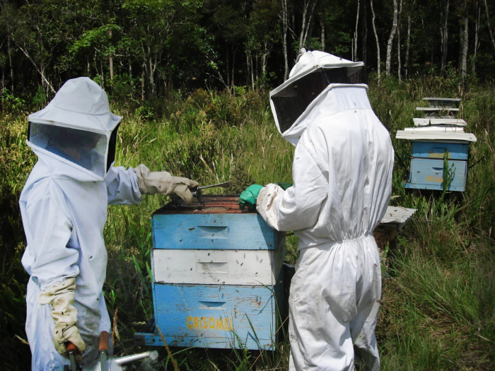 Santa Catarina registra aumento no cadastro de apiários na Cidasc