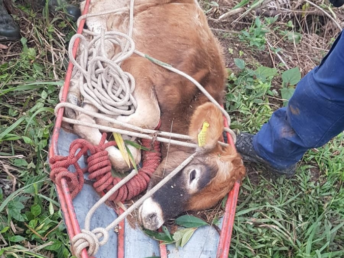 Equipe do CBMSC resgata bezerro que caiu em ribanceira