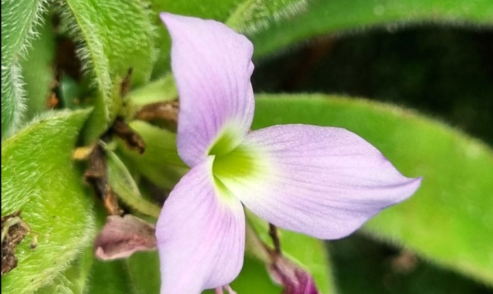 Pesquisadores descobrem nova espécie de bromélia peluda