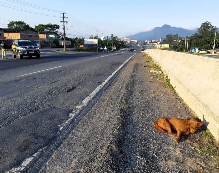 Cão atropelado é resgatado na BR-470 em Indaial